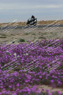 media/Jan-14-2023-SoCal Trackdays (Sat) [[497694156f]]/Turn 14 Exit Bloomig (145pm)/
